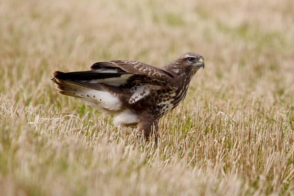 buzzard-standing-in-grassland