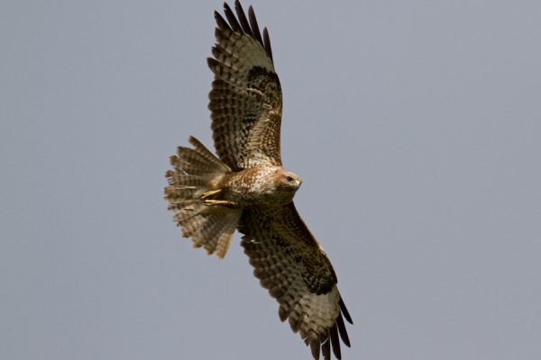 buzzard-in-flight