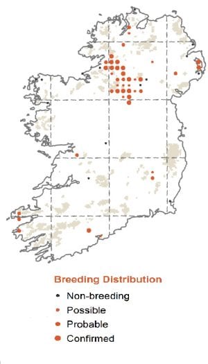 Canada Goose BirdWatch Ireland