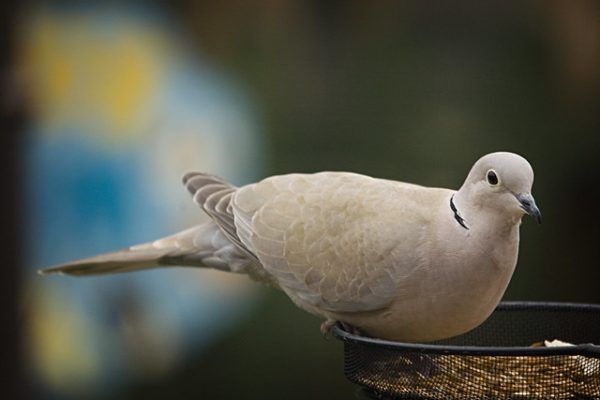 Collared Dove (Jlhopgood)