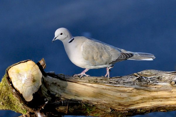 Collared Dove (Keith Elwood)