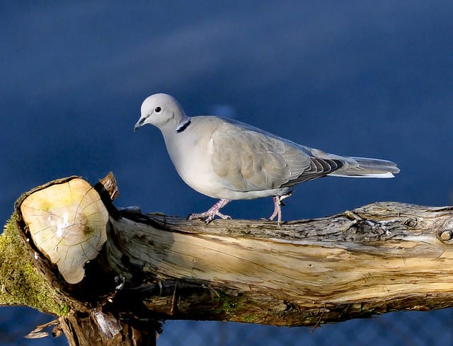 ParrotFeather.com | Ringneck Doves