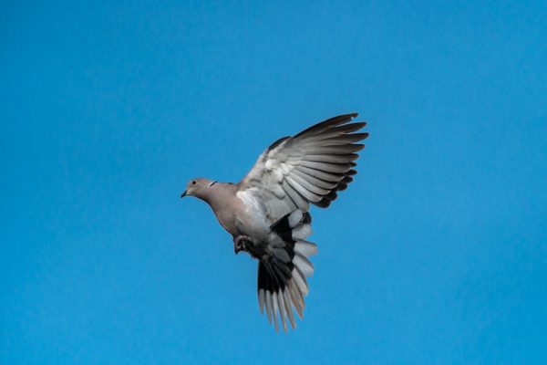 Collared Dove (Mark Seton)