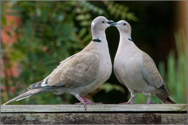 Collared Dove - BirdWatch Ireland