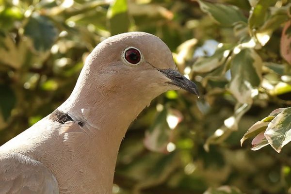 Collarded Dove