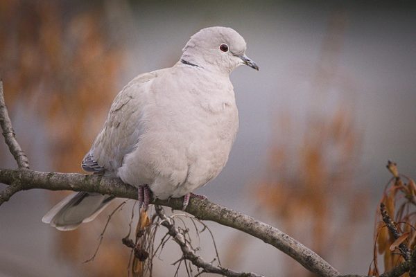 Collared Dove (hedera.baltica)