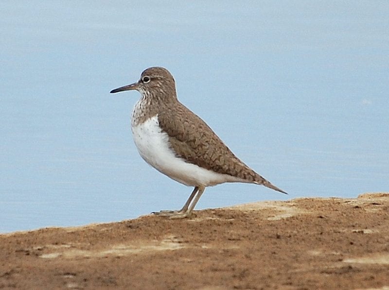 Common-sandpiper-by-shore