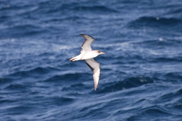 Corys Shearwater 02 (Don Faulkner)