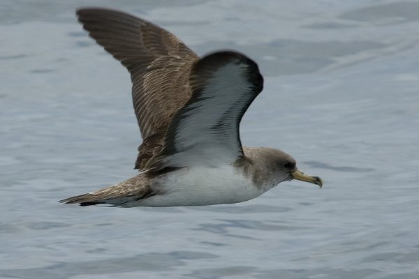 Corys Shearwater (Artie Kopelman)