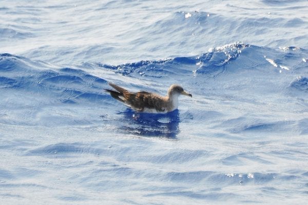 Corys Shearwater (Don Faulkner)