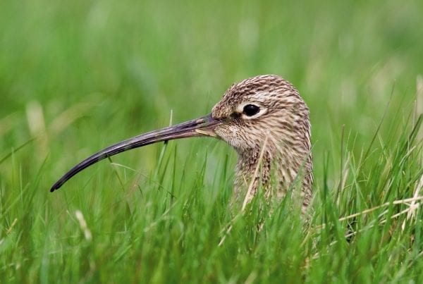 curlew-nesting-grass