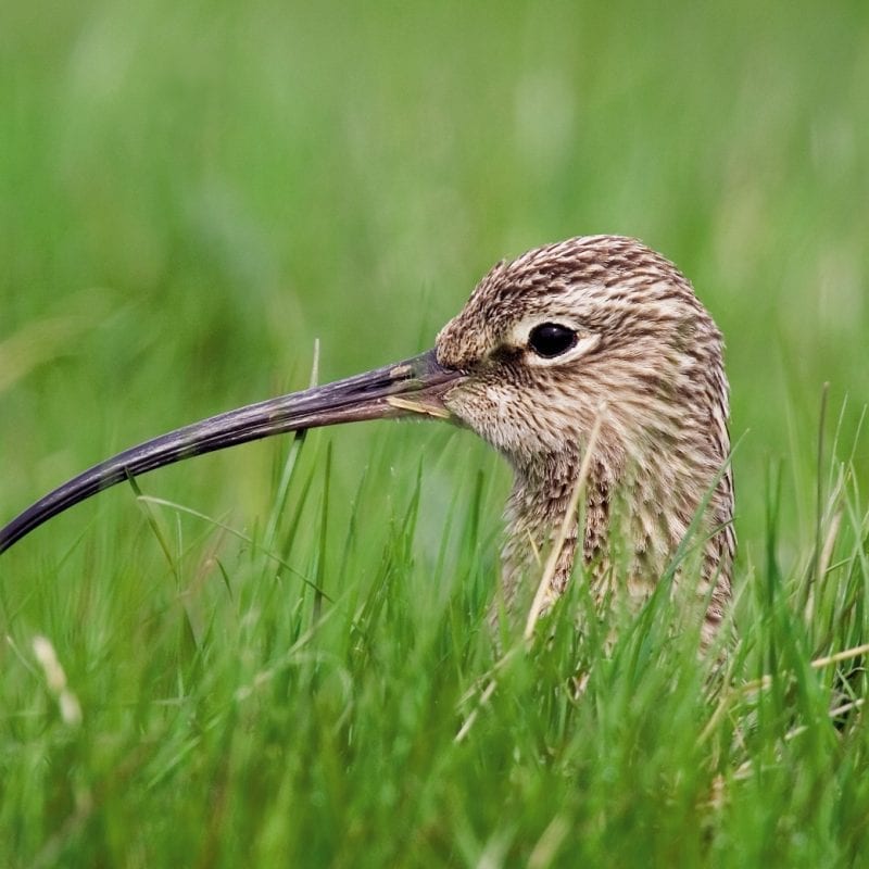 curlew-nesting-grass