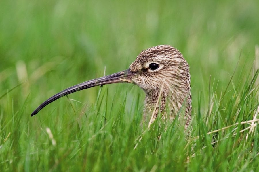 curlew-nesting-grass