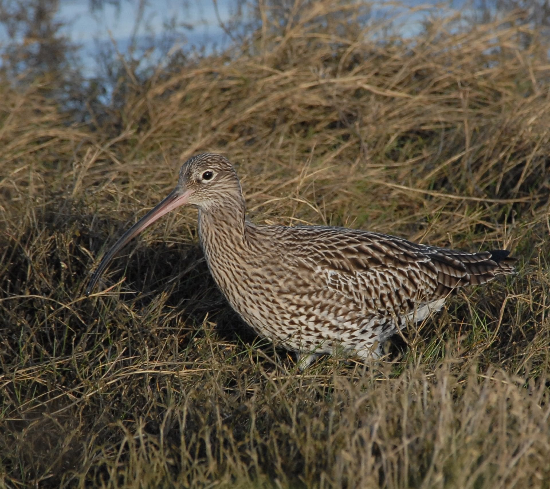 curlew-in-grass