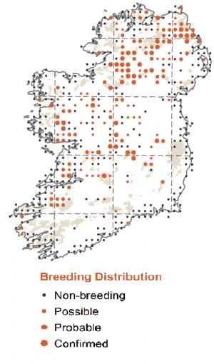 Map-Distribution-Summer-Curlew