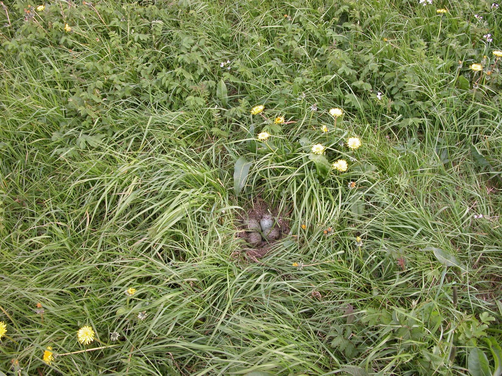 a-curlew-nest-in-damp-pasture-on-an-island-in-the-Shannon-Callows