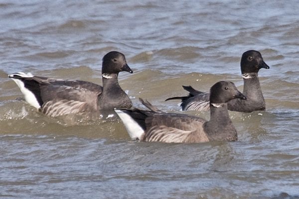 Dark Bellied Brent Goose (Tony Morris)