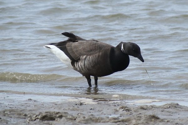 Branta bernicla bernicla (Linnaeus, 1758), Dark-bellied Brent Goose, The Naze, Walton-on-the-Naze, Essex, 1 April 2017