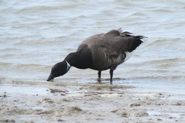 Branta bernicla bernicla (Linnaeus, 1758), Dark-bellied Brent Goose, The Naze, Walton-on-the-Naze, Essex, 1 April 2017