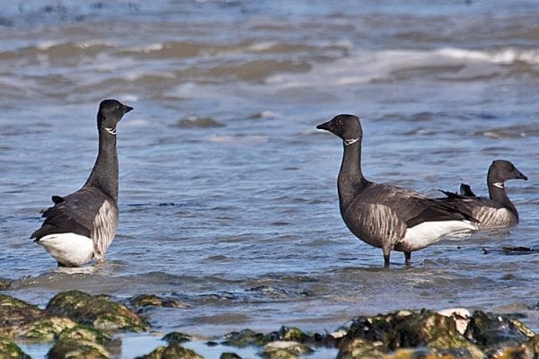 Dark bellied Brent Goose (Tony Morris)