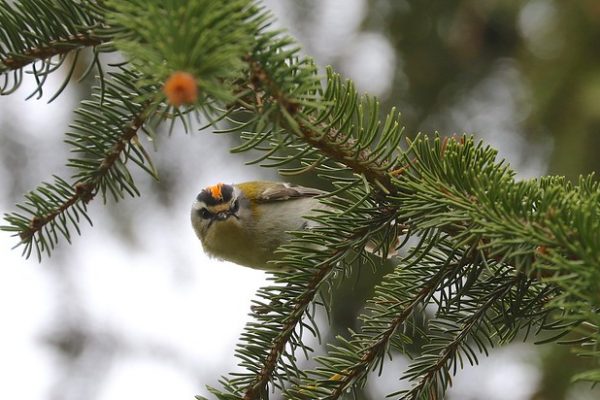 Firecrest (Bjorn Lundquist)