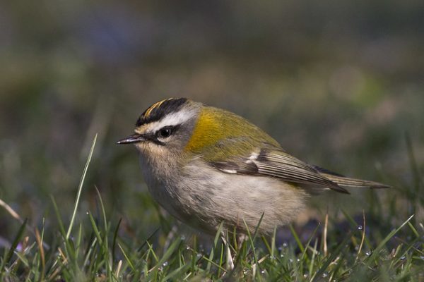 Firecrest (Håkan Nilsson)