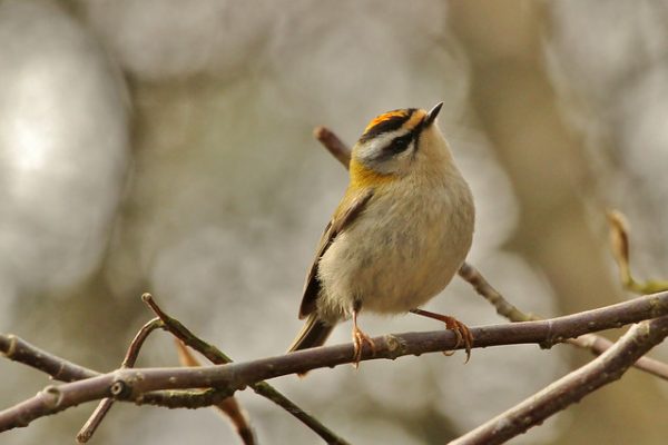 Firecrest (Jo Garbutt)