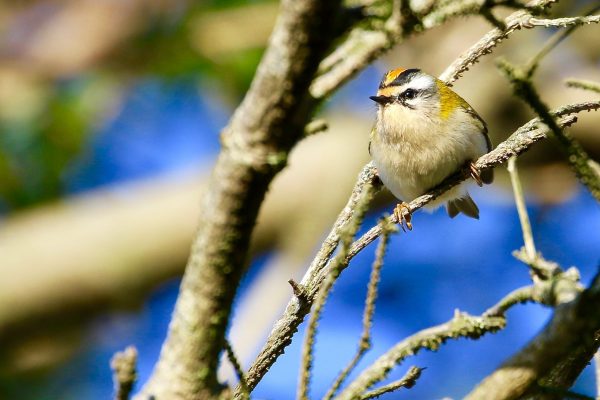 firecrest-perched-on-branch