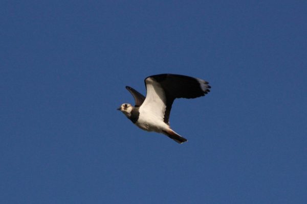 Lapwing-in-flight-against-blue-sky