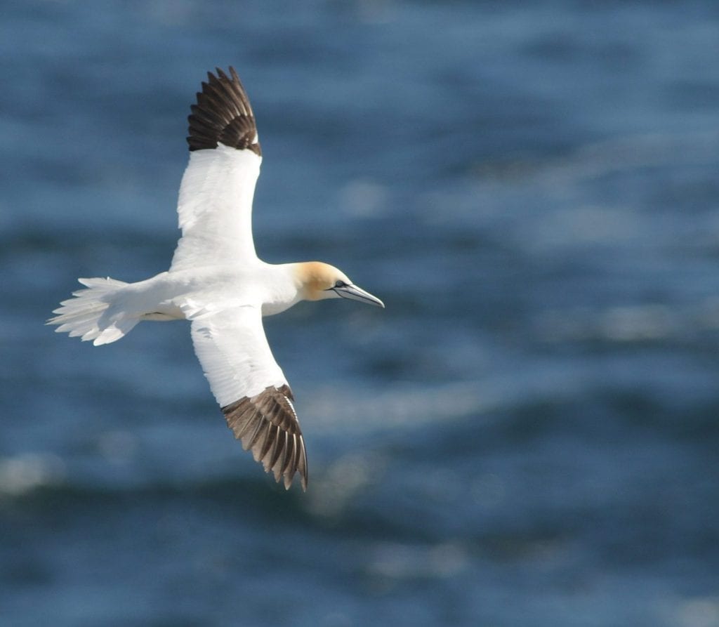 gannet-flying-wings-outstretched