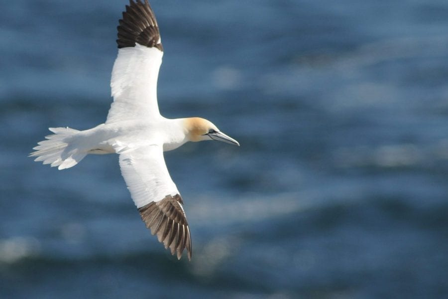 gannet-flying-wings-outstretched