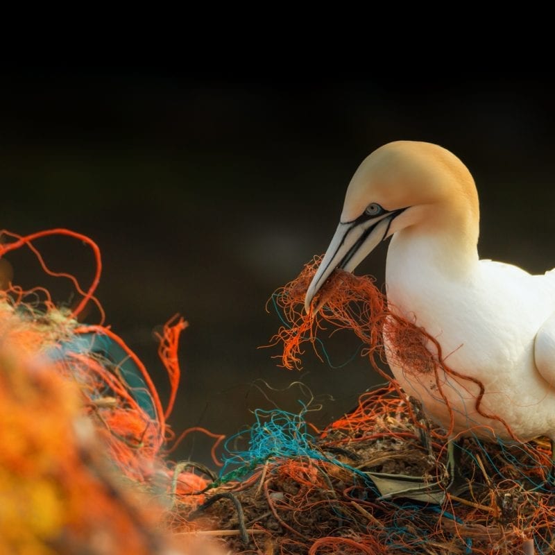 gannet-holds-fishing-net-in-its-beak