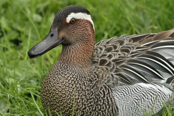 Garganey (Jo Garbutt)