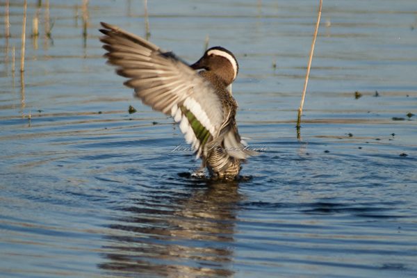 Garganey (JonePierantonio)