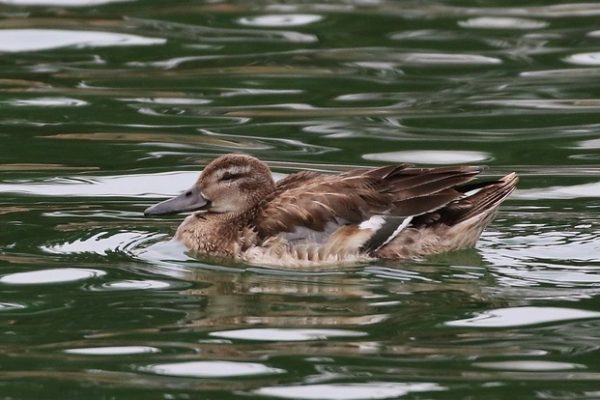 Garganey