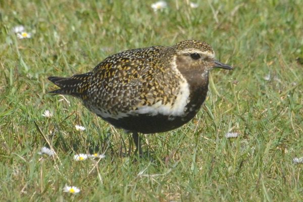 Golden-plover-breeding-plumage