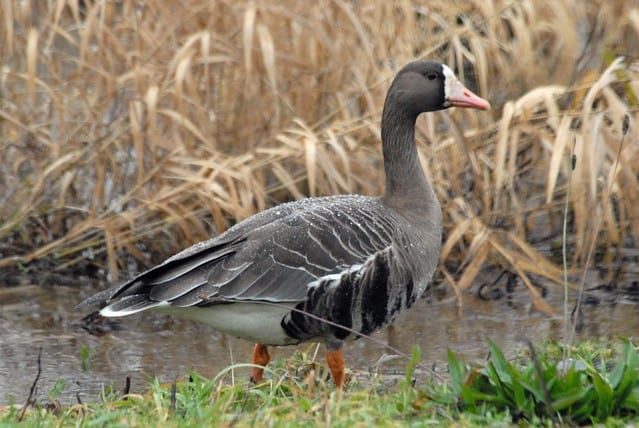 Canada goose bird clearance ireland