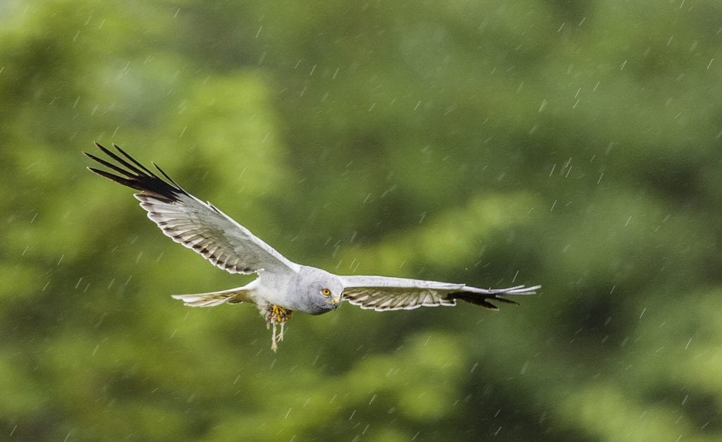 Hen-Harrier-Mike-Brown