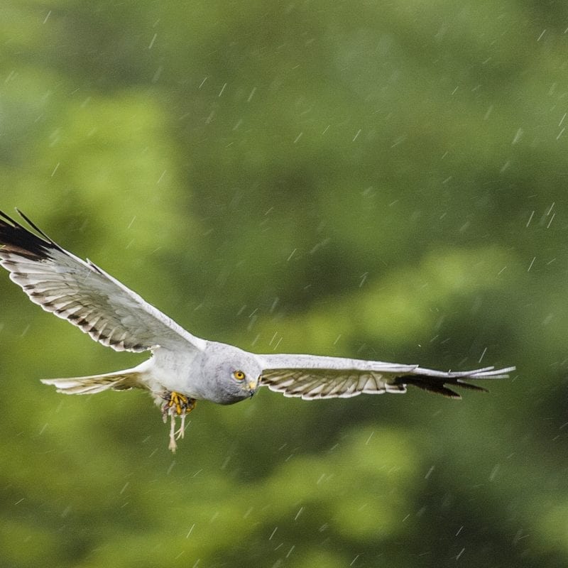 Hen-Harrier-Mike-Brown