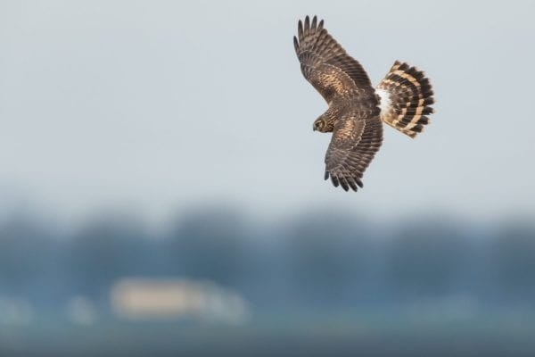 female-hen-harrier-in-flight