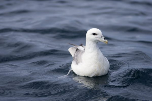 Fulmar (Paul Baker)