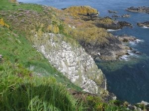 Guillemot-Colony-on-Lambay-Island