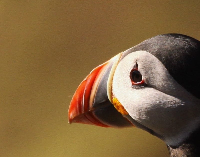 atlantic-puffin-close-up-head-side-profile