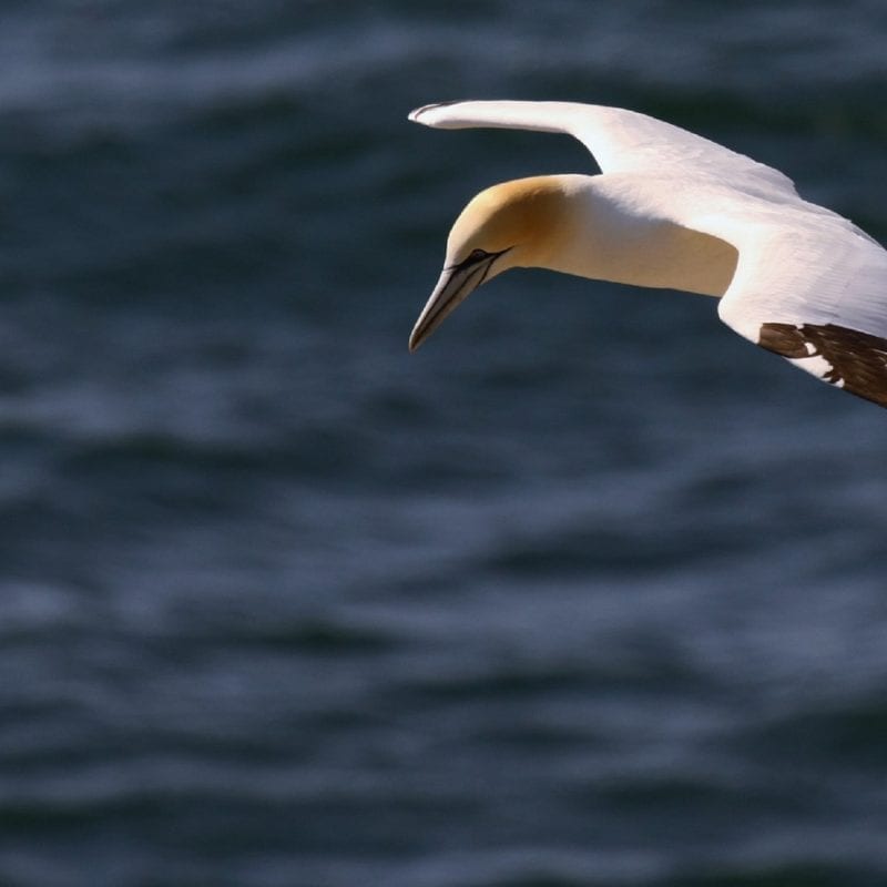 Gannet-on-the-hunt