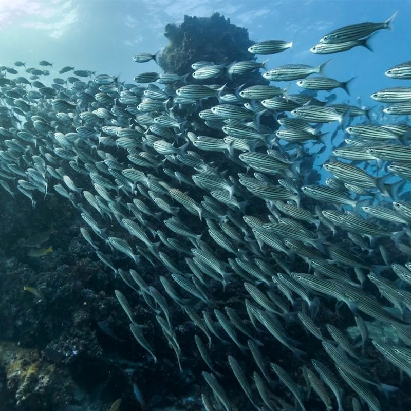 a-school-of-fish-swiming-through-a-reef