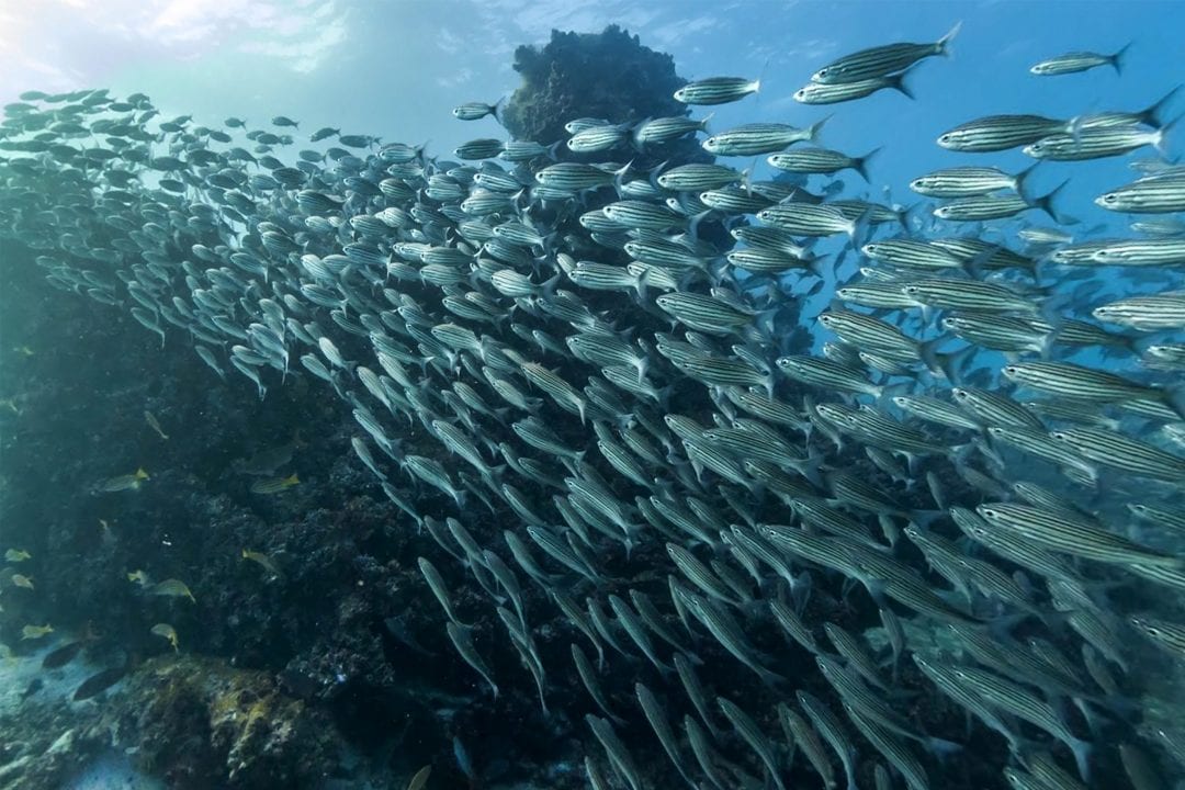 a-school-of-fish-swiming-through-a-reef
