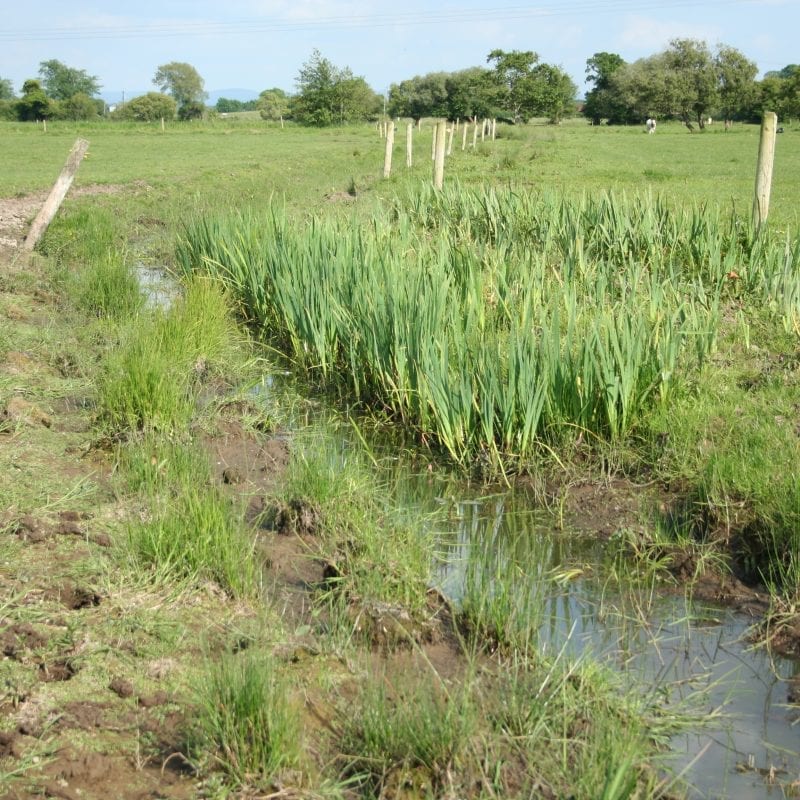 wet-grassland