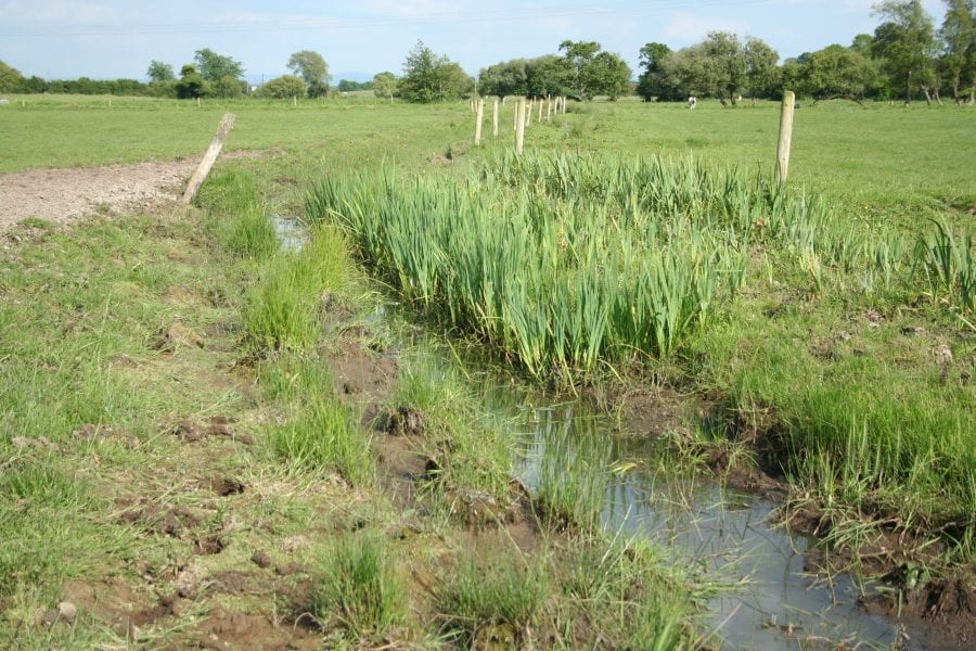 wet-grassland