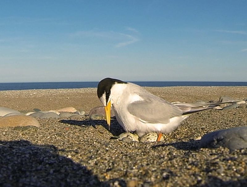 Little-Tern-Sitting-on-eggs-on-shingle-beach