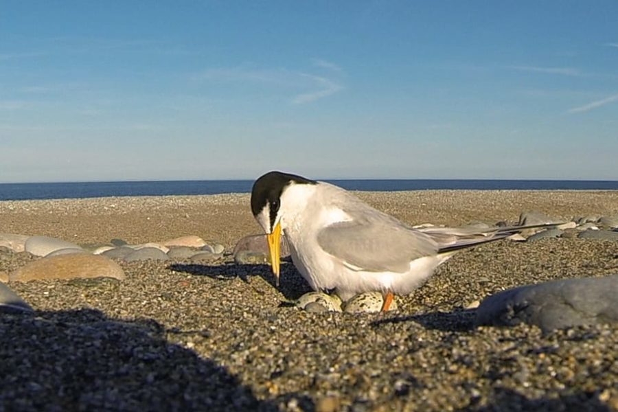 Little-Tern-Sitting-on-eggs-on-shingle-beach
